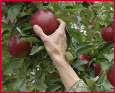 Apple Trees