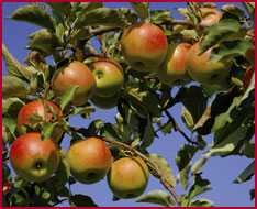 Apple Trees