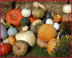 Cooking, carving and heirloom pumpkins