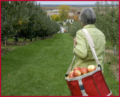 Family picking apples